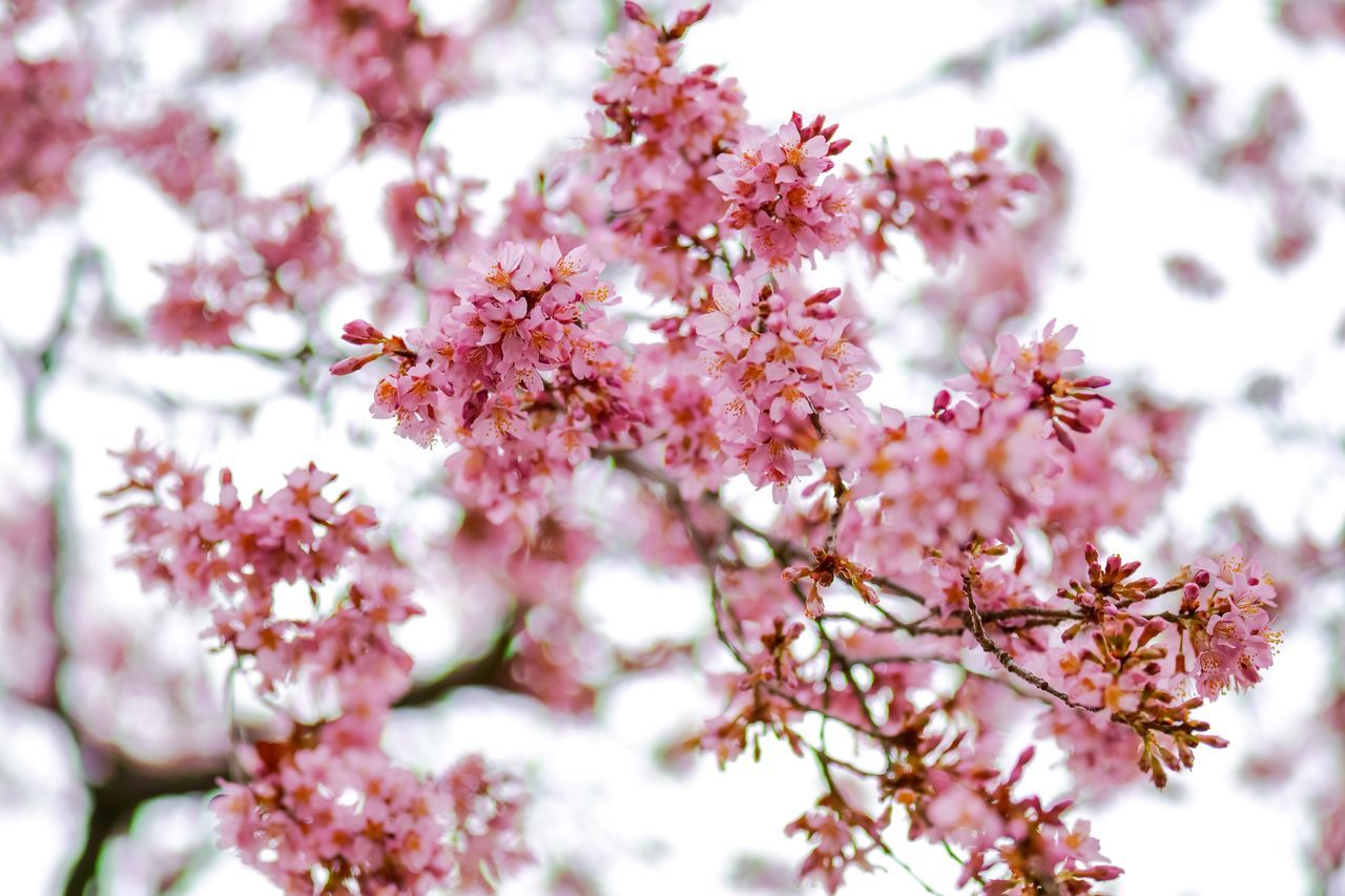 plant, flowering plant, flower, pink color, growth, freshness, blossom, beauty in nature, fragility, tree, vulnerability, springtime, close-up, branch, nature, day, cherry blossom, no people, petal, selective focus, flower head, cherry tree, outdoors, bunch of flowers, plum blossom, spring