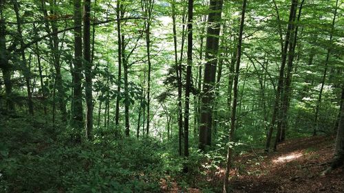 Trees growing in forest