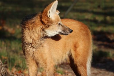 Close-up of a dog looking away