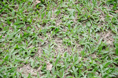 Plants growing on field