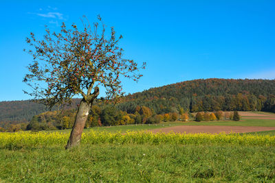 An old apple tree with fruits on the tree stands in green nature  with a blue sky