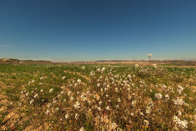 Scenic view of field against clear sky