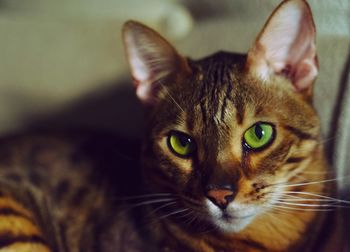 Close-up portrait of a cat