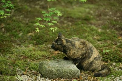 Close-up of a cat