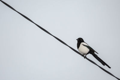 Low angle view of birds perching on railing