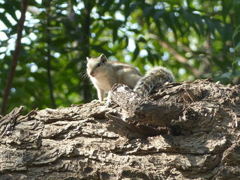 Low angle view of a squirrel sitting on tree