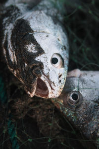 Close-up of dead fish