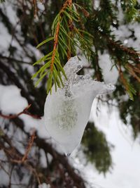 Close-up of frozen tree