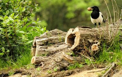 Bird perching on log