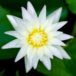 Close-up of white water lily blooming outdoors