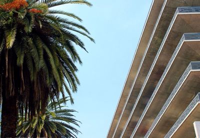 Low angle view of palm trees against clear sky