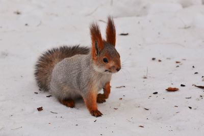 Squirrel on tree trunk