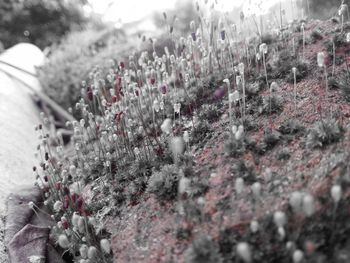 Close-up of flower plants against the sky