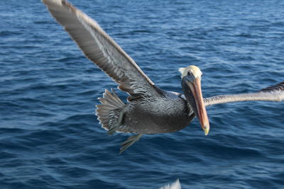 Close-up of swan in sea