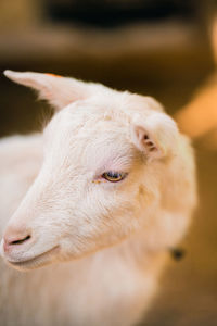 Close-up of a rabbit