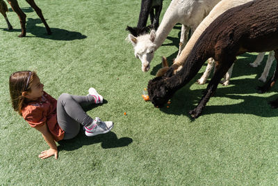 Preschool girl feeding black alpaca with carrot on a farm on summer sunny day