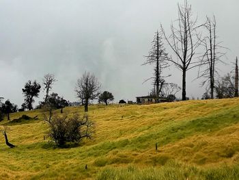 Trees on field against sky