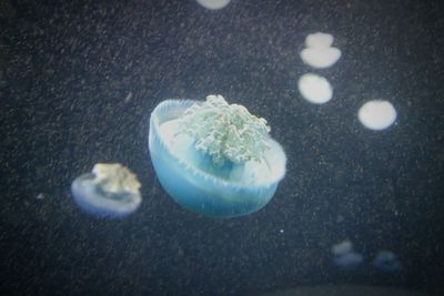 Close-up of jellyfish swimming in aquarium