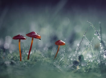 Close-up of mushrooms growing on field during rainy season