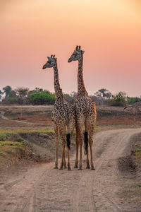 Giraffe in the wild, east africa