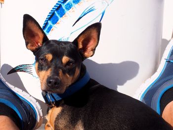 Close-up portrait of dog relaxing at home