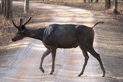 Side view of deer