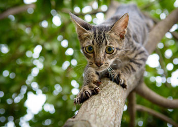 Close-up portrait of cat on tree