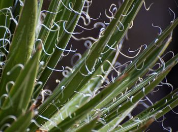 Full frame shot of wet leaf