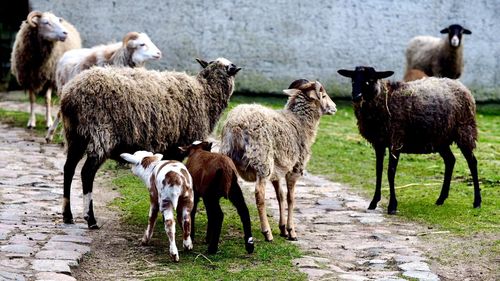 Sheep standing in pasture