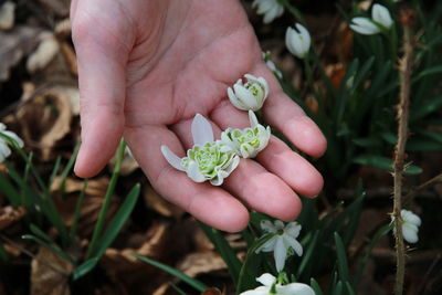 Close-up of hand holding flower