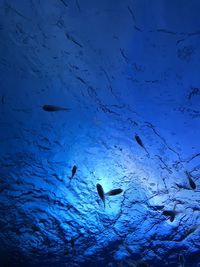 Flock of fish swimming in sea