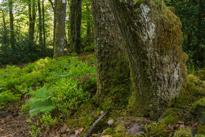 View of trees in forest