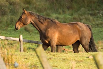 Horse standing in ranch