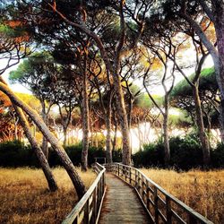 Narrow walkway along trees