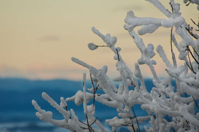 Close-up of snow covered plants against sky