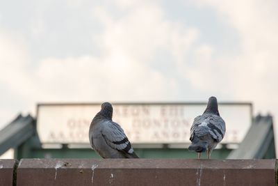 Seagull perching on railing against wall