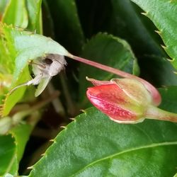 Close-up of insect on plant