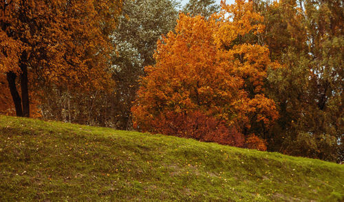 View of autumnal trees in forest