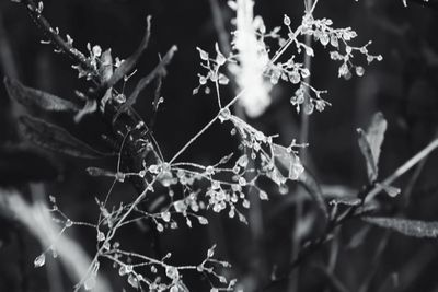 Close-up of spider web on plant