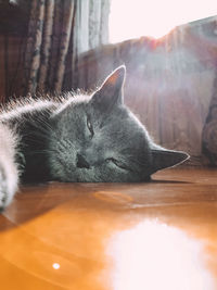 Close-up of cat sleeping