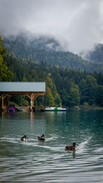 Scenic view of lake against sky with foggy weather and ducks