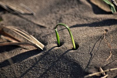 Close-up of plant growing on land