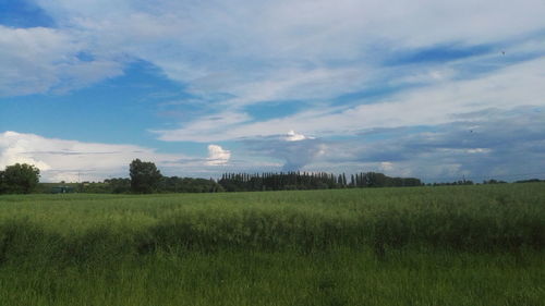 Scenic view of grassy field against sky