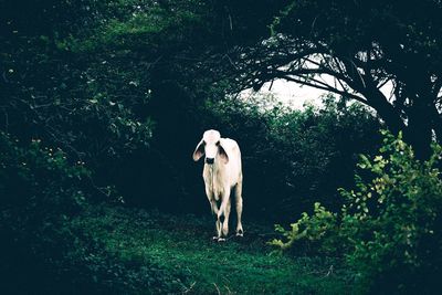 Dog standing on tree