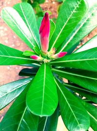 Close-up of plant