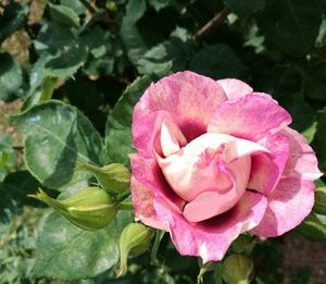 Close-up of pink flower blooming outdoors