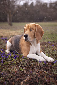 View of a dog looking away