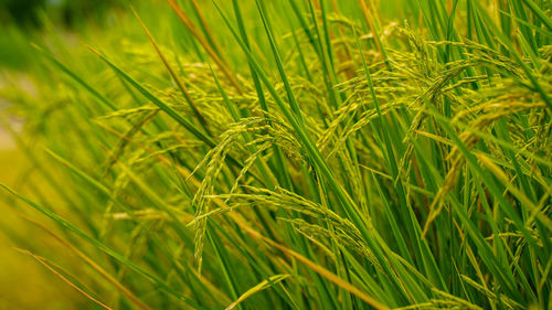 Close-up of crops growing on field