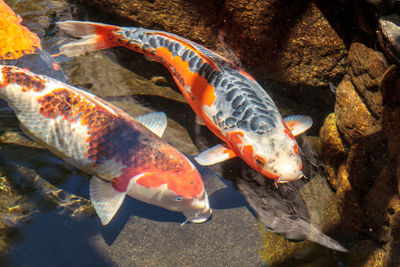 Close-up of fish swimming in water