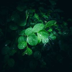 Close-up of raindrops on leaves